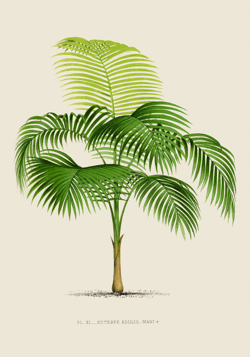 Euterpe Edulis Palm Tree by Pieter Joseph de Pannemaeker