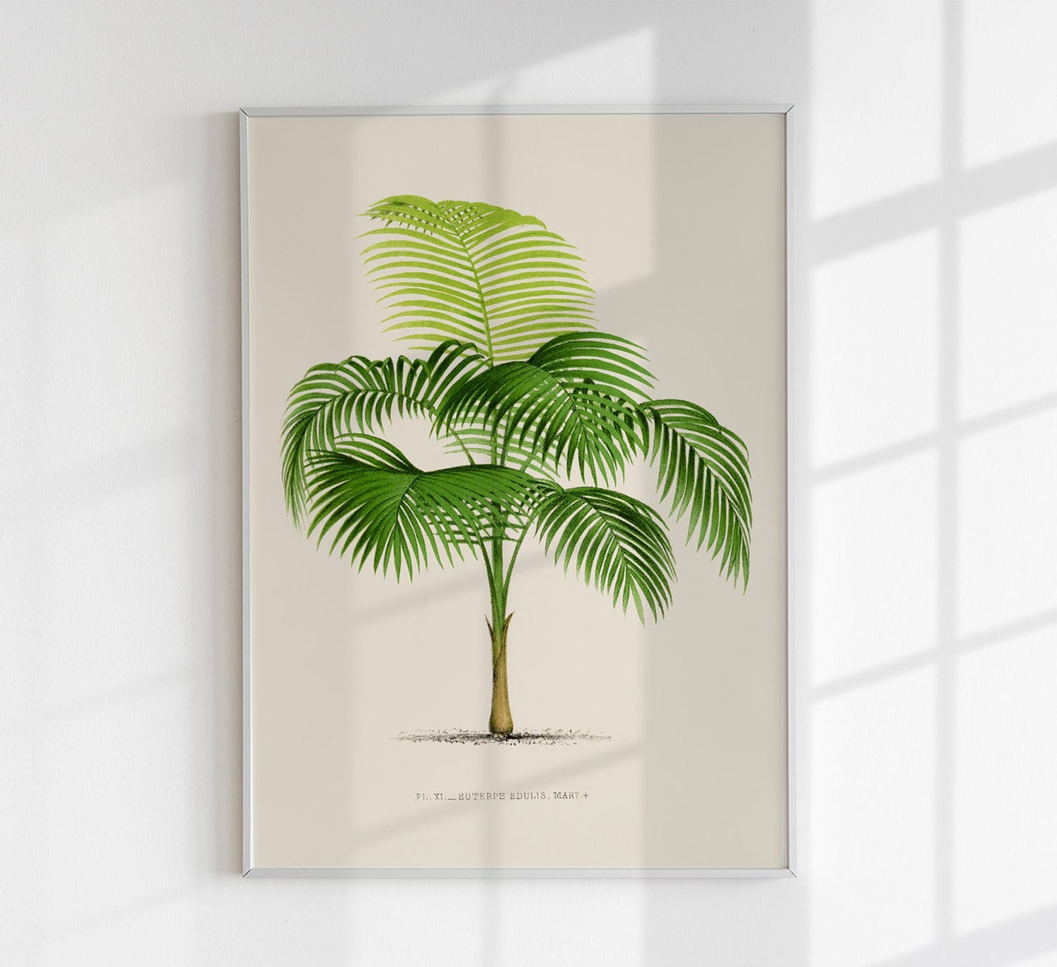 Euterpe Edulis Palm Tree by Pieter Joseph de Pannemaeker