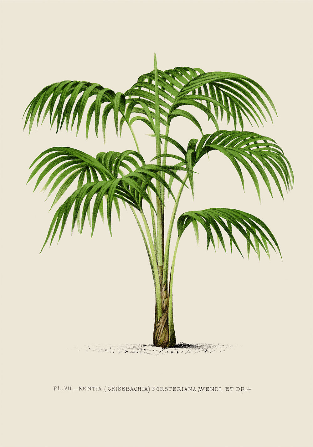 Kentia Palm Tree by Pieter Joseph de Pannemaeker