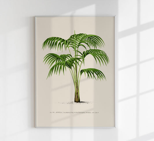 Kentia Palm Tree by Pieter Joseph de Pannemaeker