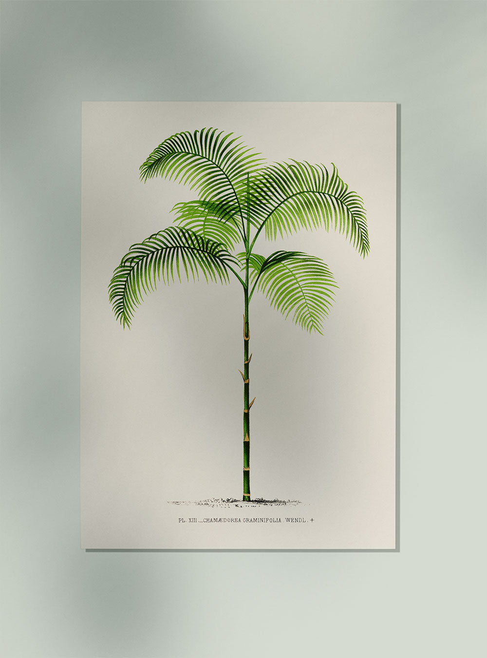 Chamaedorea Graminifolia Palm Tree Art Print by Pieter Joseph de Pannemaeker