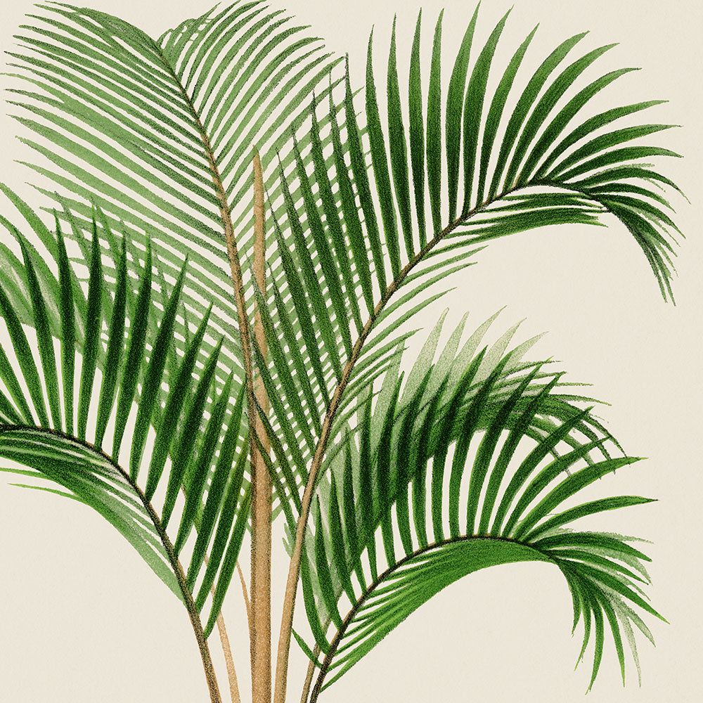 Kentia Sapida Palm Tree by Pieter Joseph de Pannemaeker