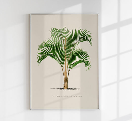 Kentia Sapida Palm Tree by Pieter Joseph de Pannemaeker