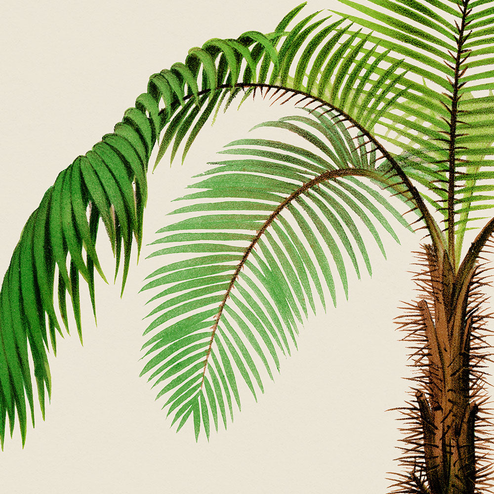 Acanthophoenix Crinta Palm Tree Art Print by Pieter Joseph de Pannemaeker