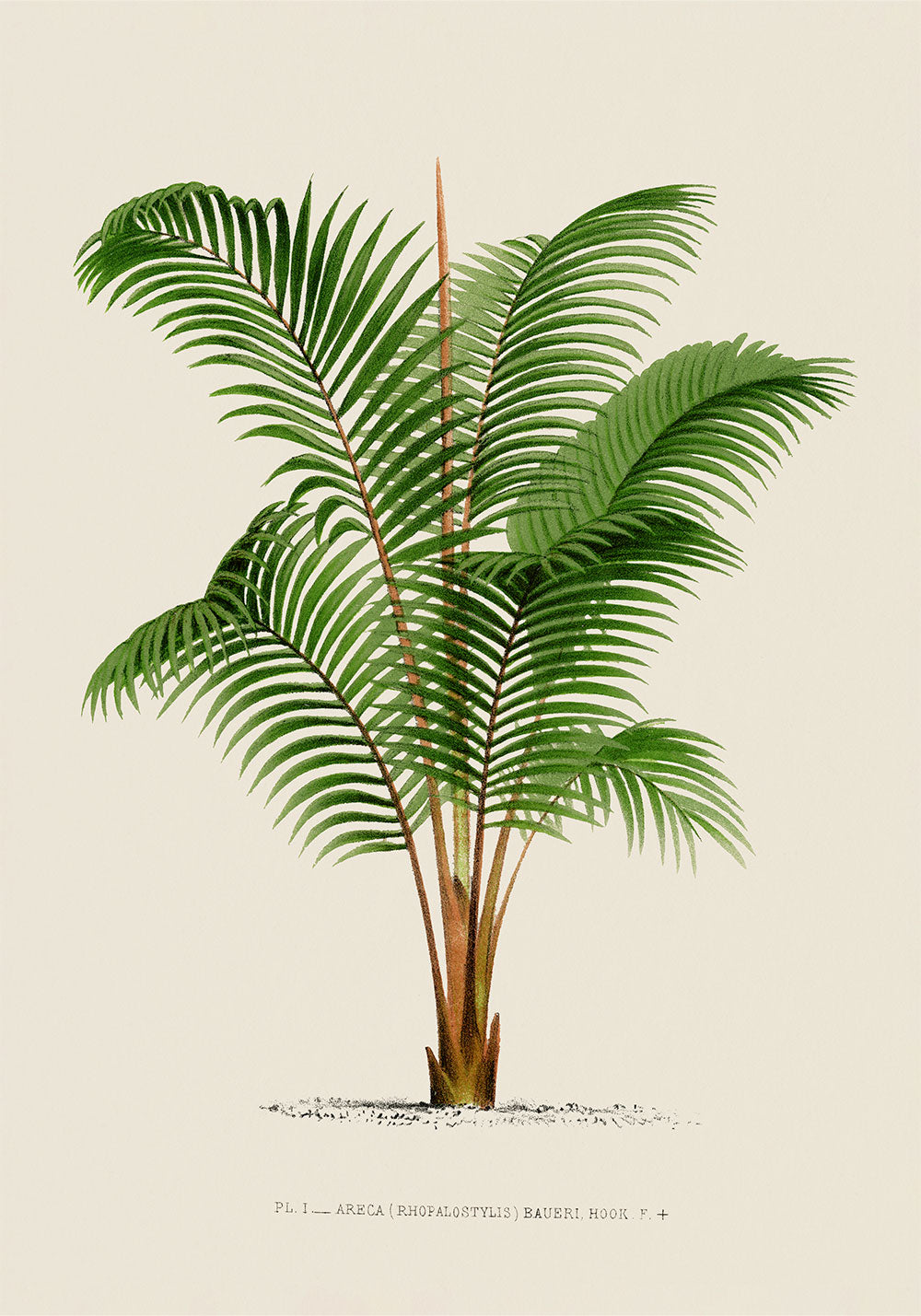 Areca Bauer Palm Tree Art Print by Pieter Joseph de Pannemaeker