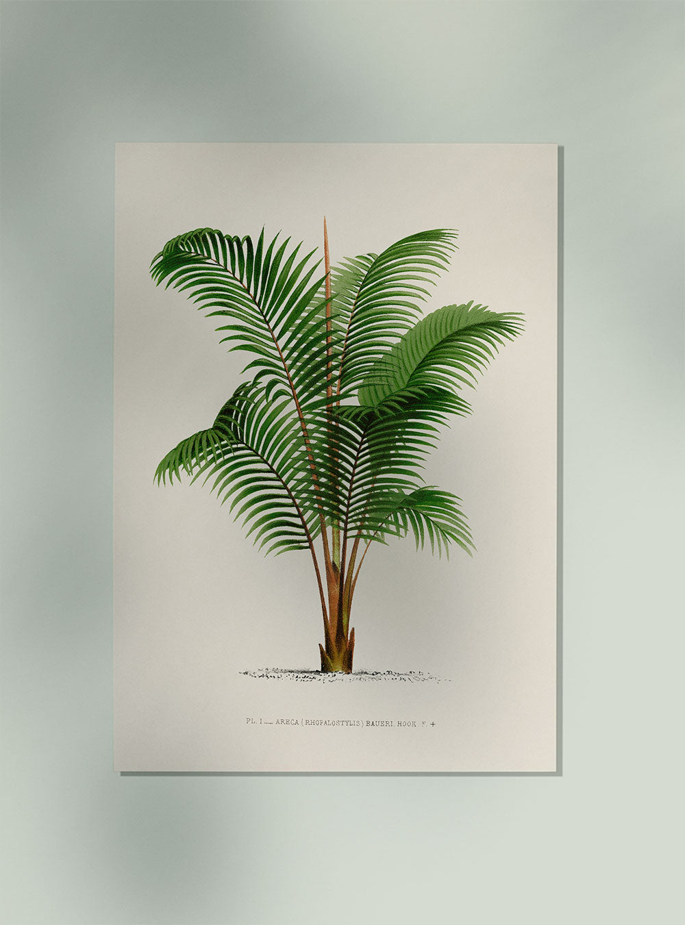 Areca Bauer Palm Tree Art Print by Pieter Joseph de Pannemaeker