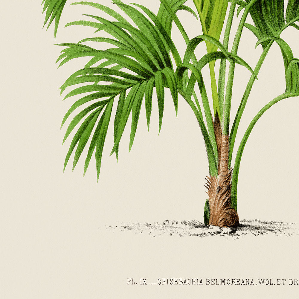 Grisebachia Belmoreana Palm Tree Art Poster by Pieter Joseph de Pannemaeker