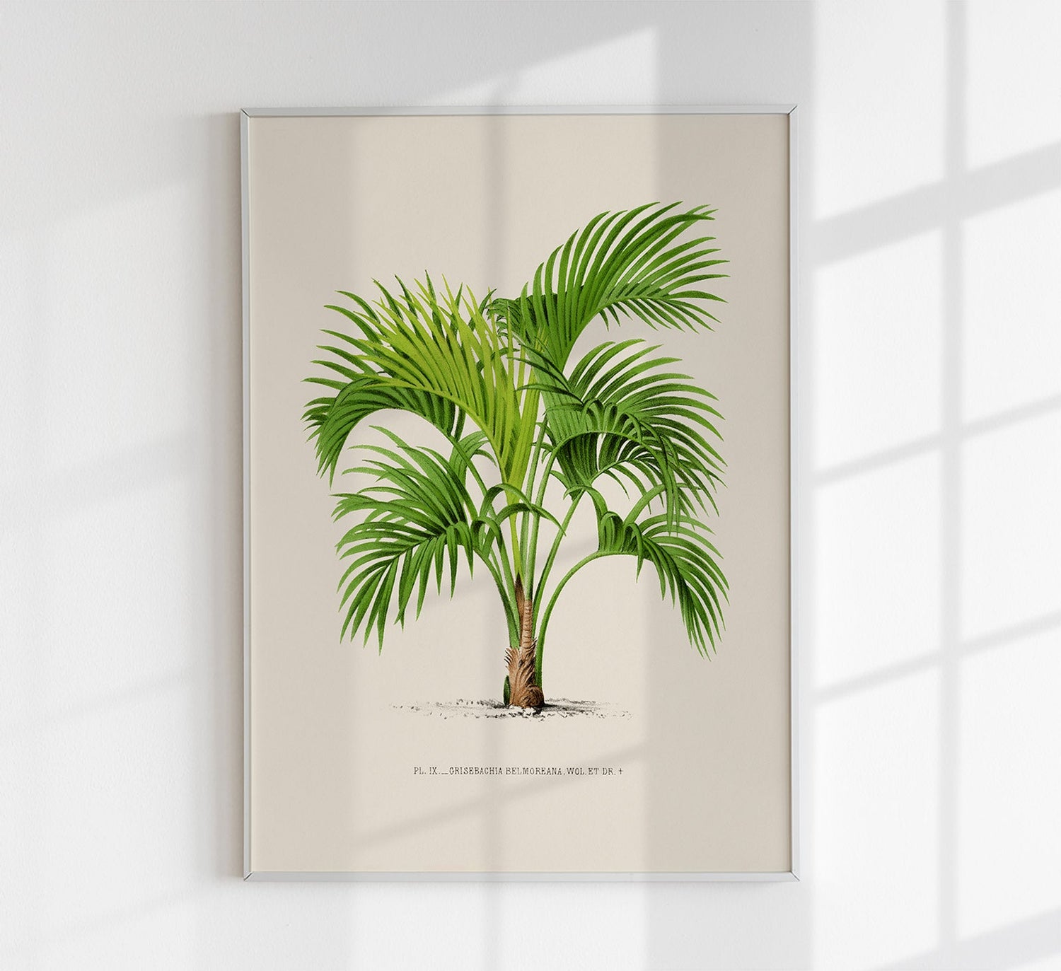 Grisebachia Belmoreana Palm Tree Art Poster by Pieter Joseph de Pannemaeker