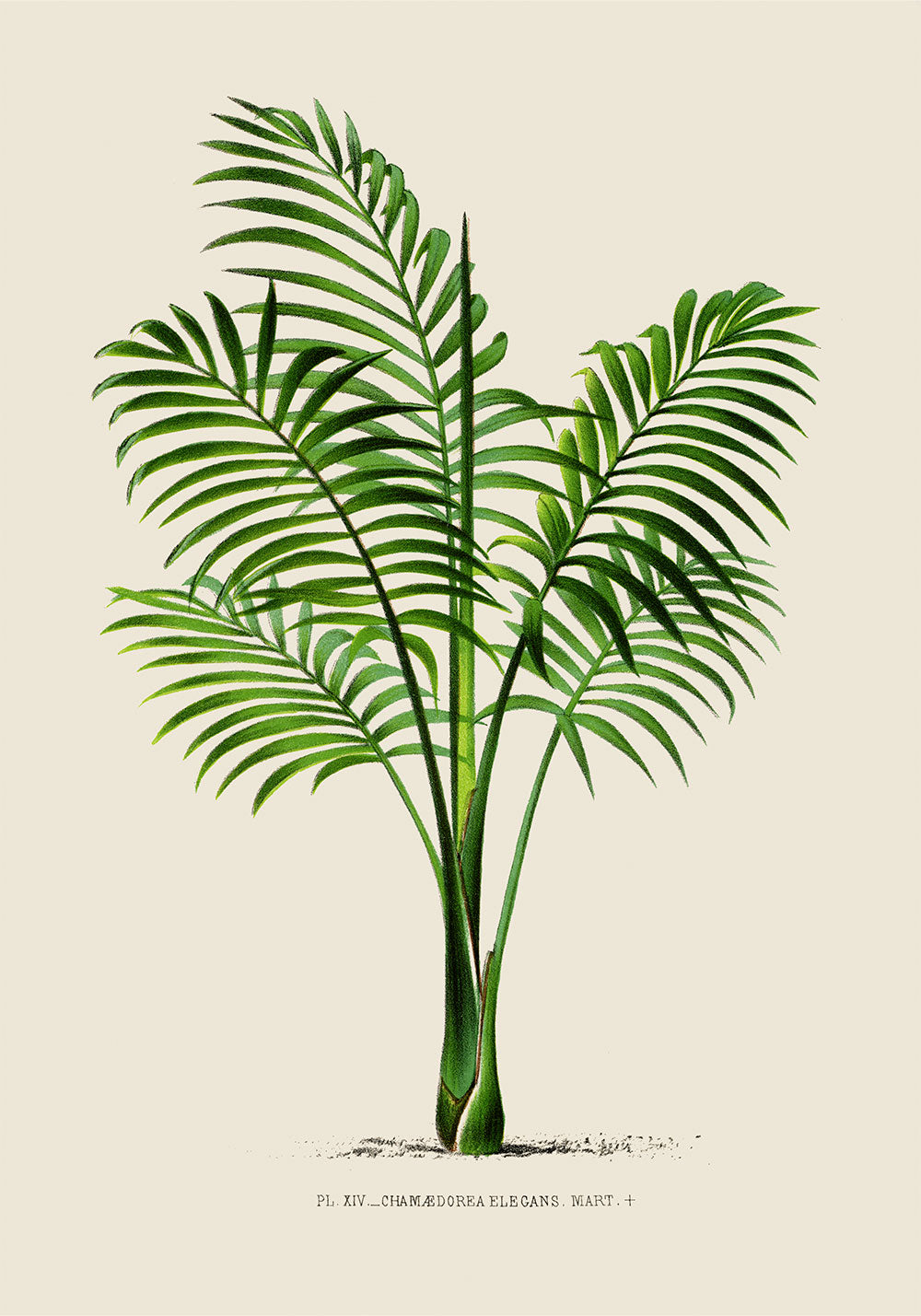 Chamaedorea elegans Palm Tree Art Print by Pieter Joseph de Pannemaeker
