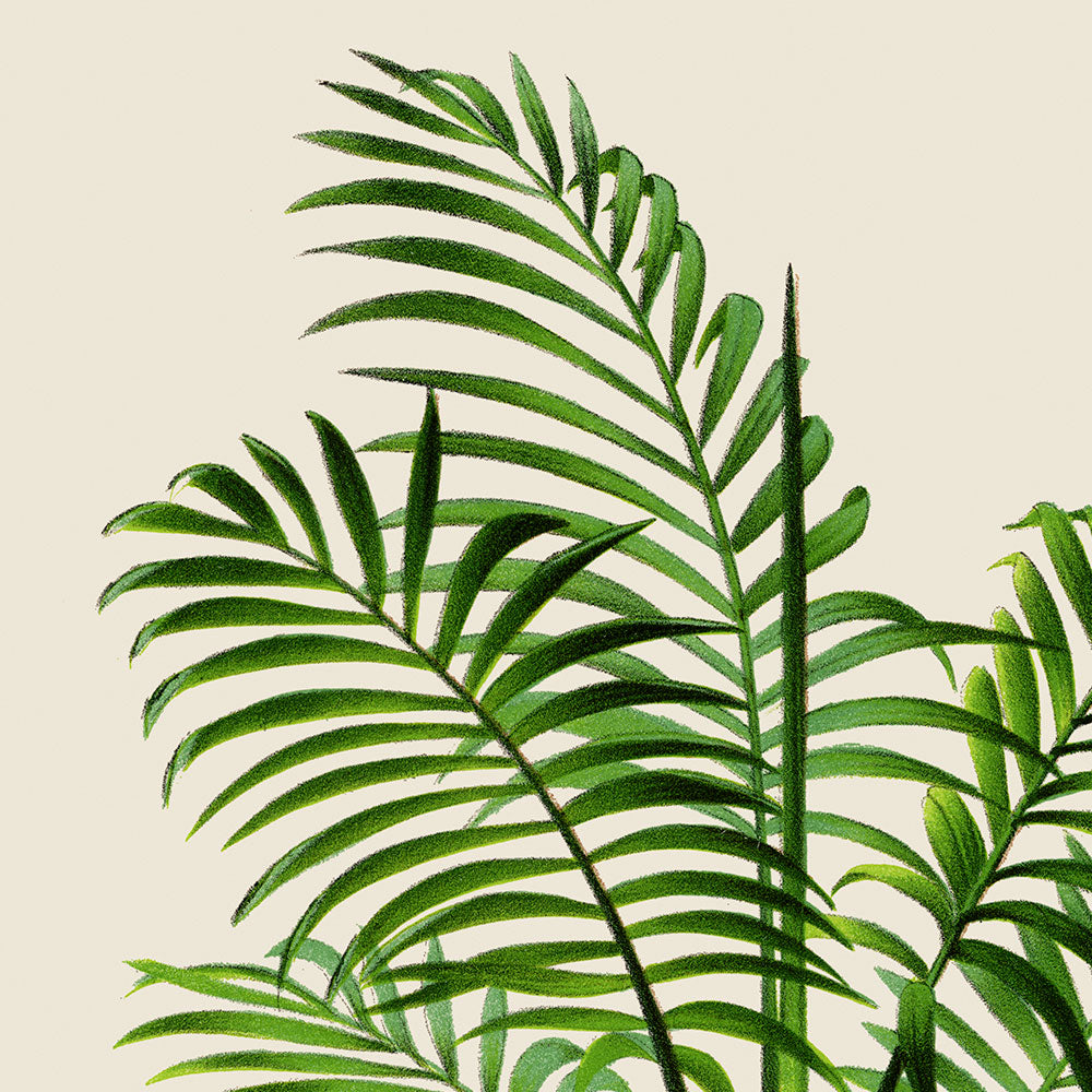 Chamaedorea elegans Palm Tree Art Print by Pieter Joseph de Pannemaeker