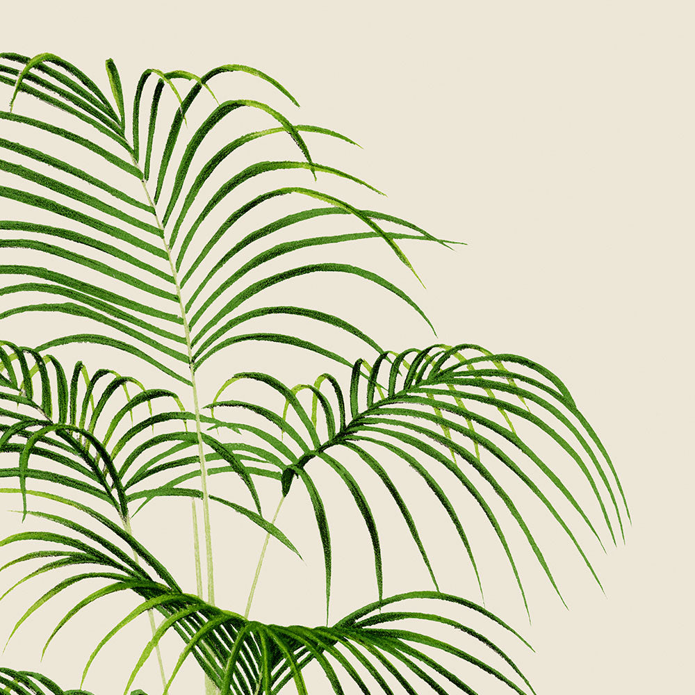 Kentia Divaricata Palm Tree Art Poster by Pieter Joseph de Pannemaeker