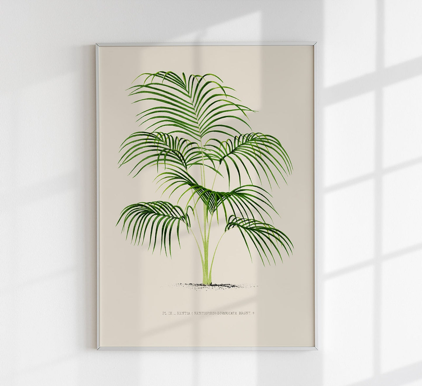 Kentia Divaricata Palm Tree Art Poster by Pieter Joseph de Pannemaeker