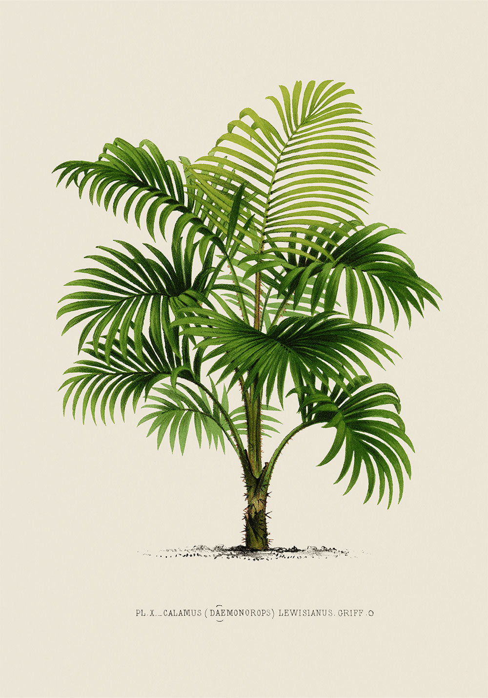 Calamus Lewisianus Palm Tree Art Print by Pieter Joseph de Pannemaeker