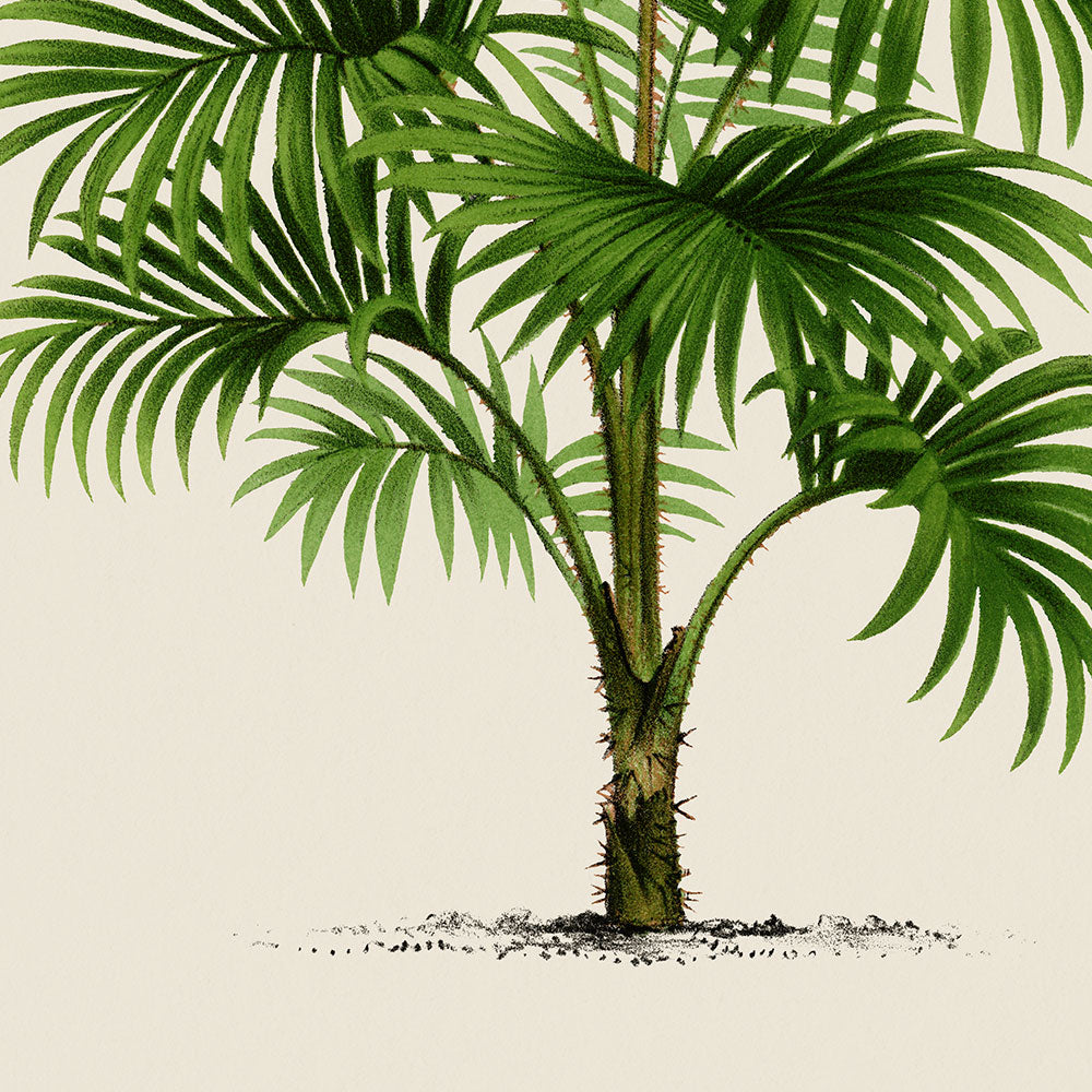 Calamus Lewisianus Palm Tree Art Print by Pieter Joseph de Pannemaeker