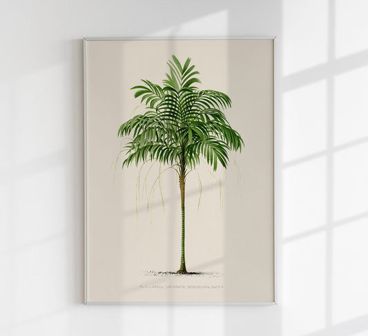 Areca Monostachya Palm Tree Art Print by Pieter Joseph de Pannemaeker