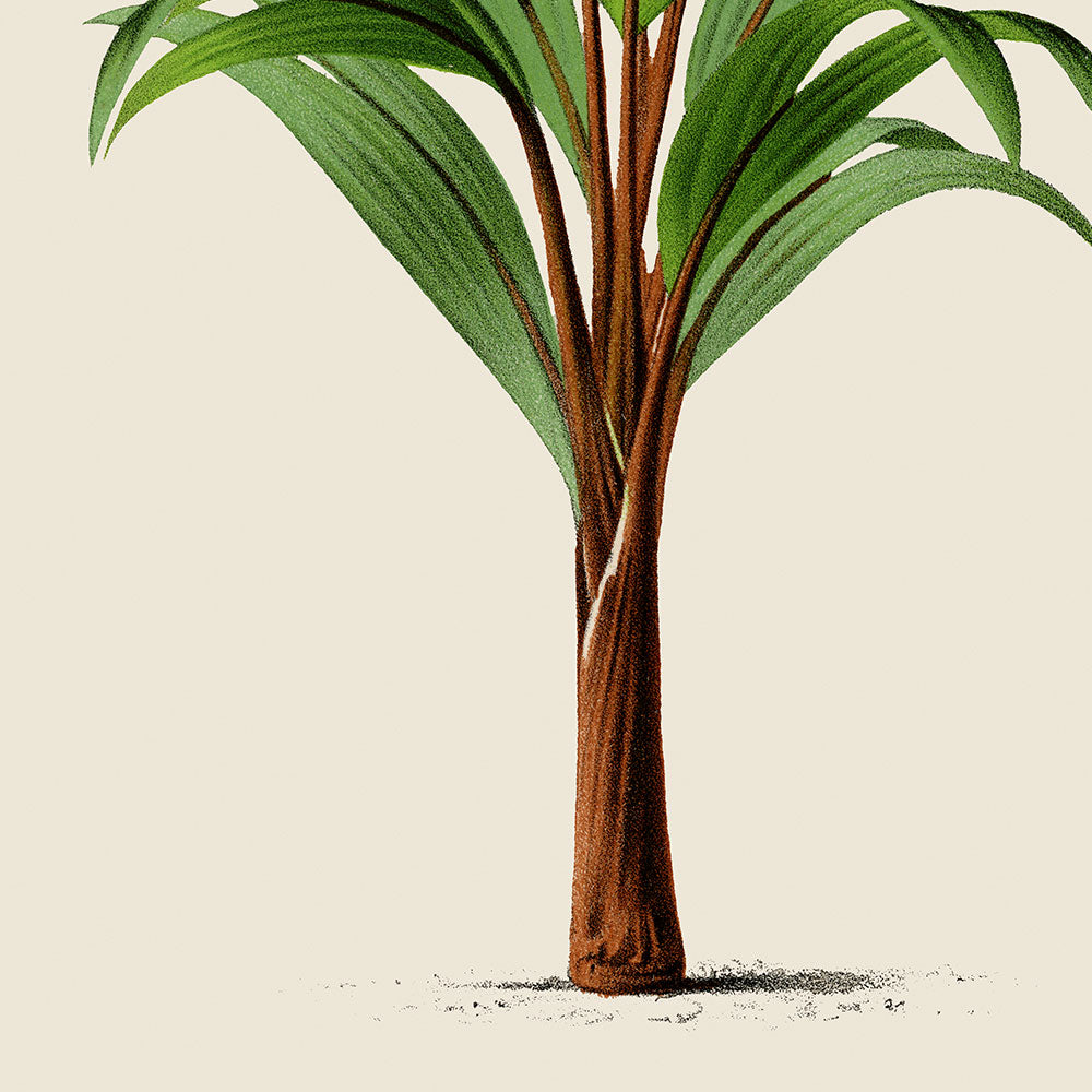 Hyphorbe Amaricaulis Palm Tree Art Print by Pieter Joseph de Pannemaeker