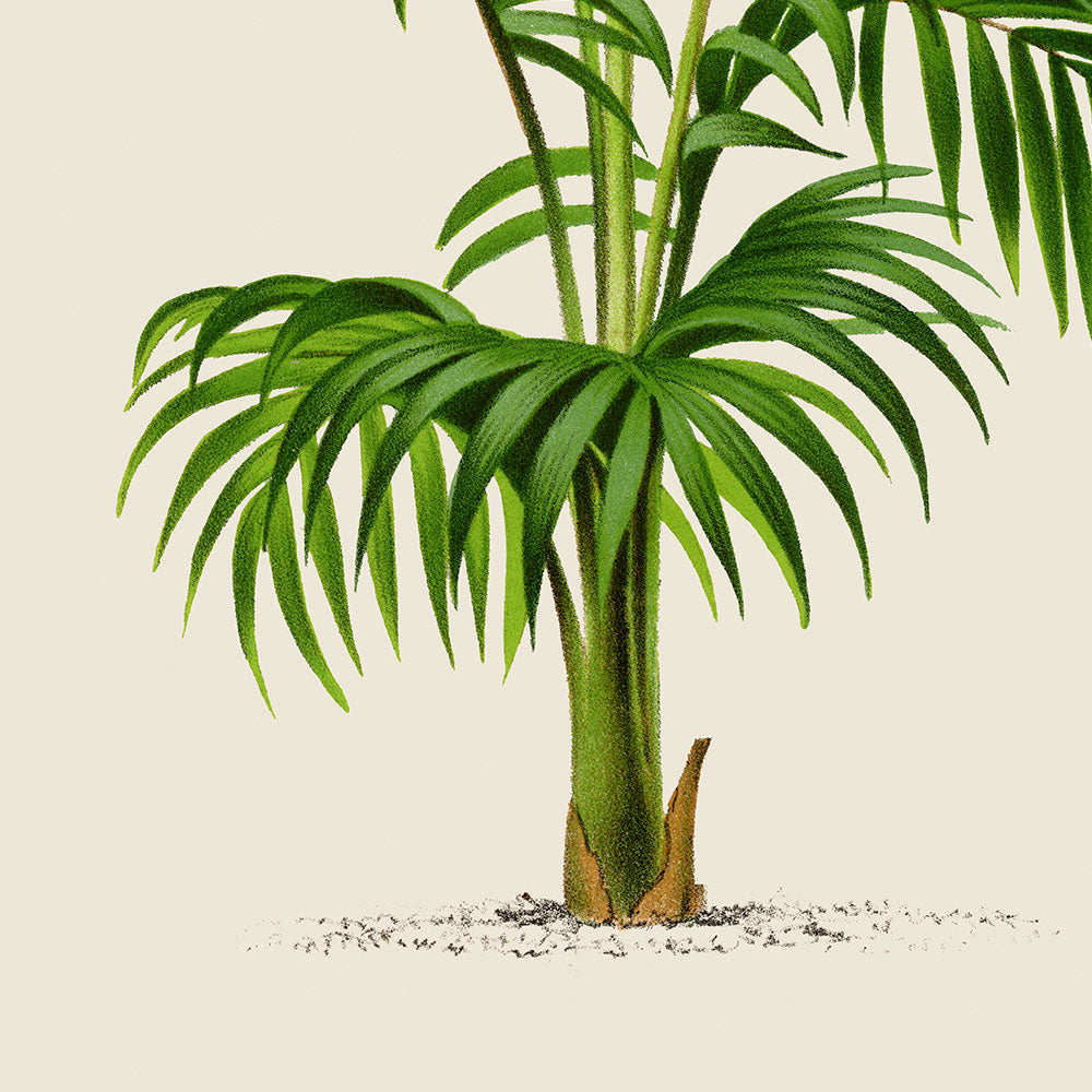 Kentia Caterburyana Palm Tree Art Print by Pieter Joseph de Pannemaeker