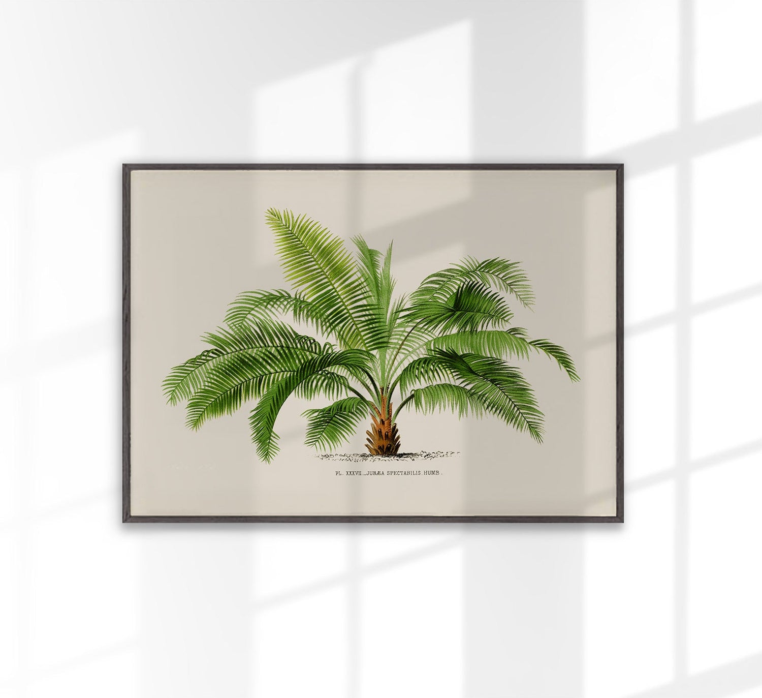 Jubaea Spectabilis Palm Tree Art Print by Pieter Joseph de Pannemaeker