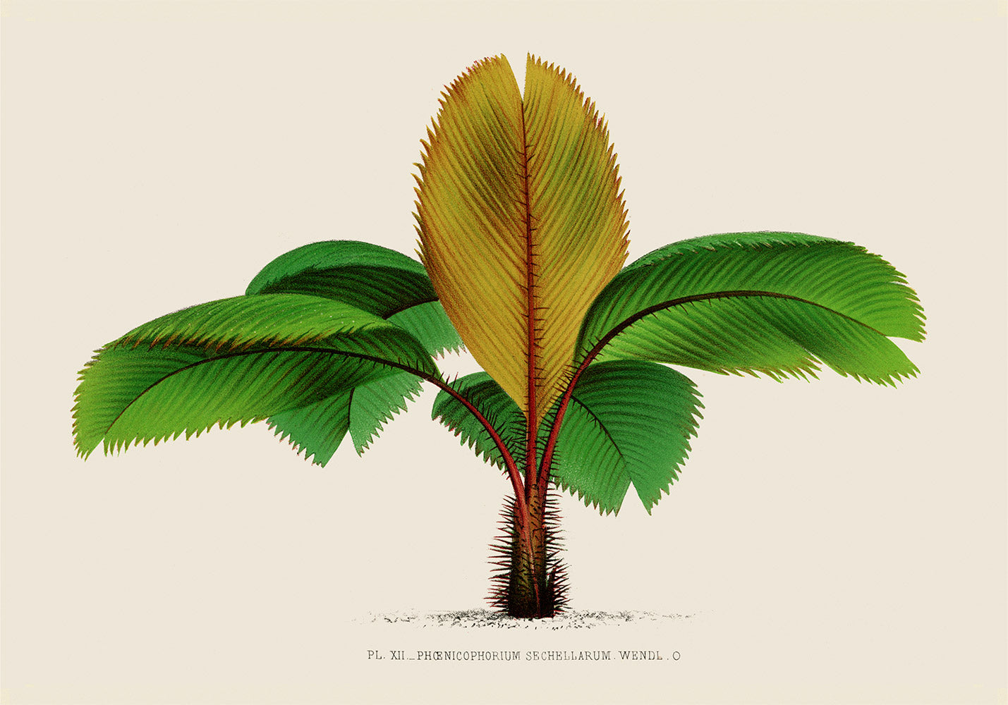 Phoenicophorium Sechellarum Palm Tree Art Print by Pieter Joseph de Pannemaeker