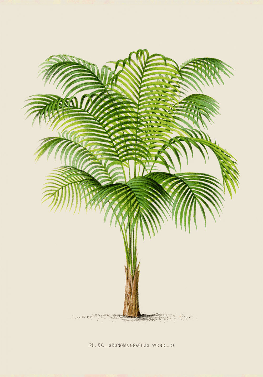 Geonoma Gracilis Palm Tree Art Print by Pieter Joseph de Pannemaeker