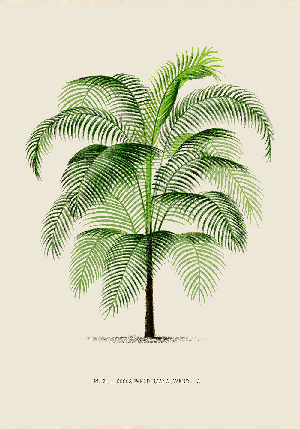 Cocos Weddeliana Palm Tree Art Print by Pieter Joseph de Pannemaeker