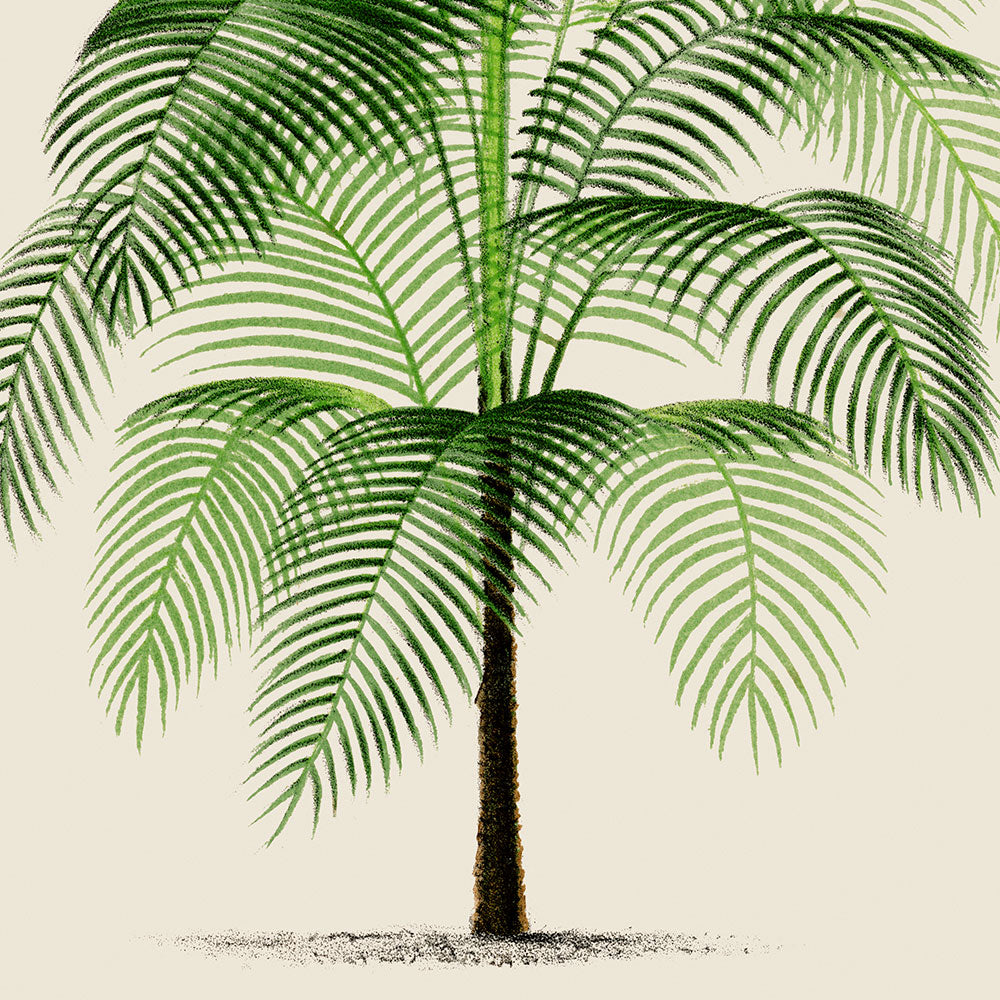 Cocos Weddeliana Palm Tree Art Print by Pieter Joseph de Pannemaeker