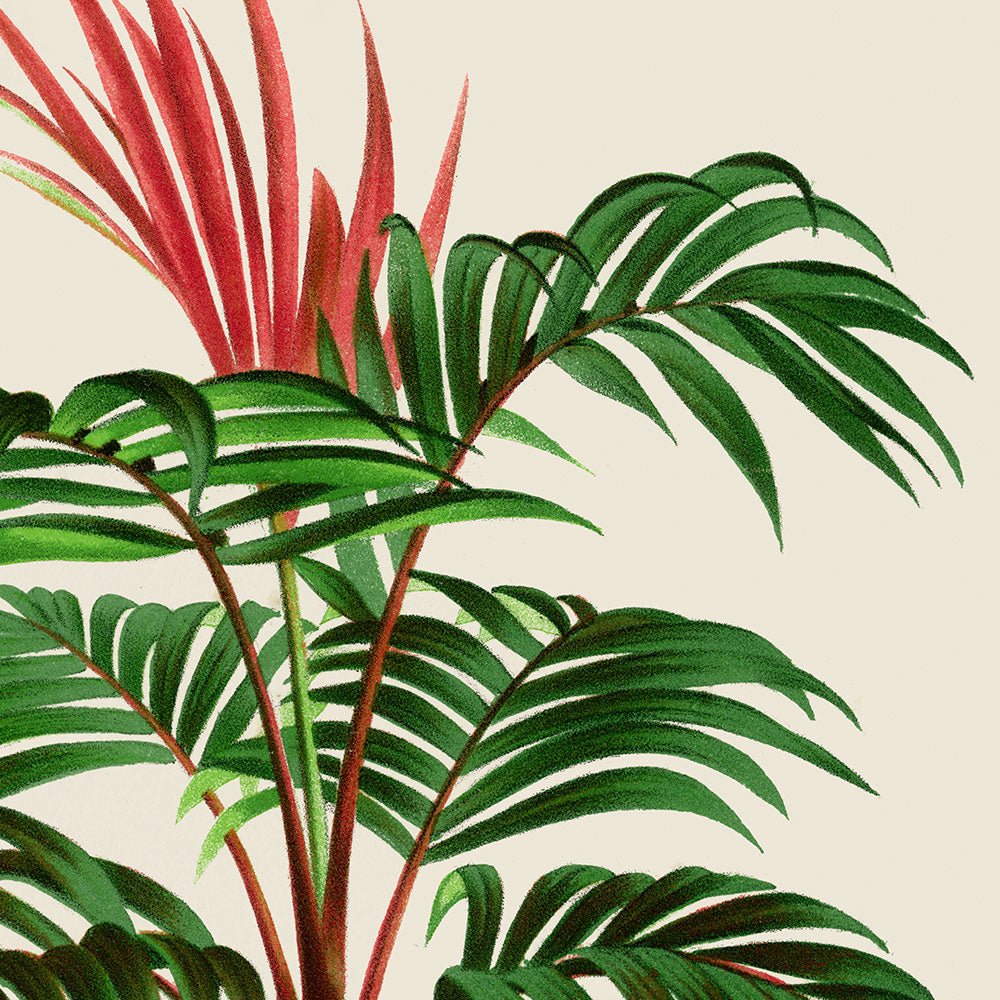 Kentia Macrocarpa Palm Tree Art Print