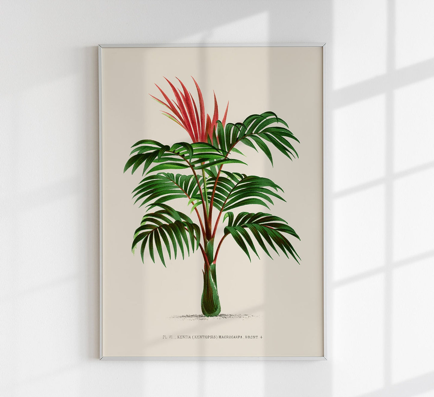 Kentia Macrocarpa Palm Tree Art Print by Pieter Joseph de Pannemaeker