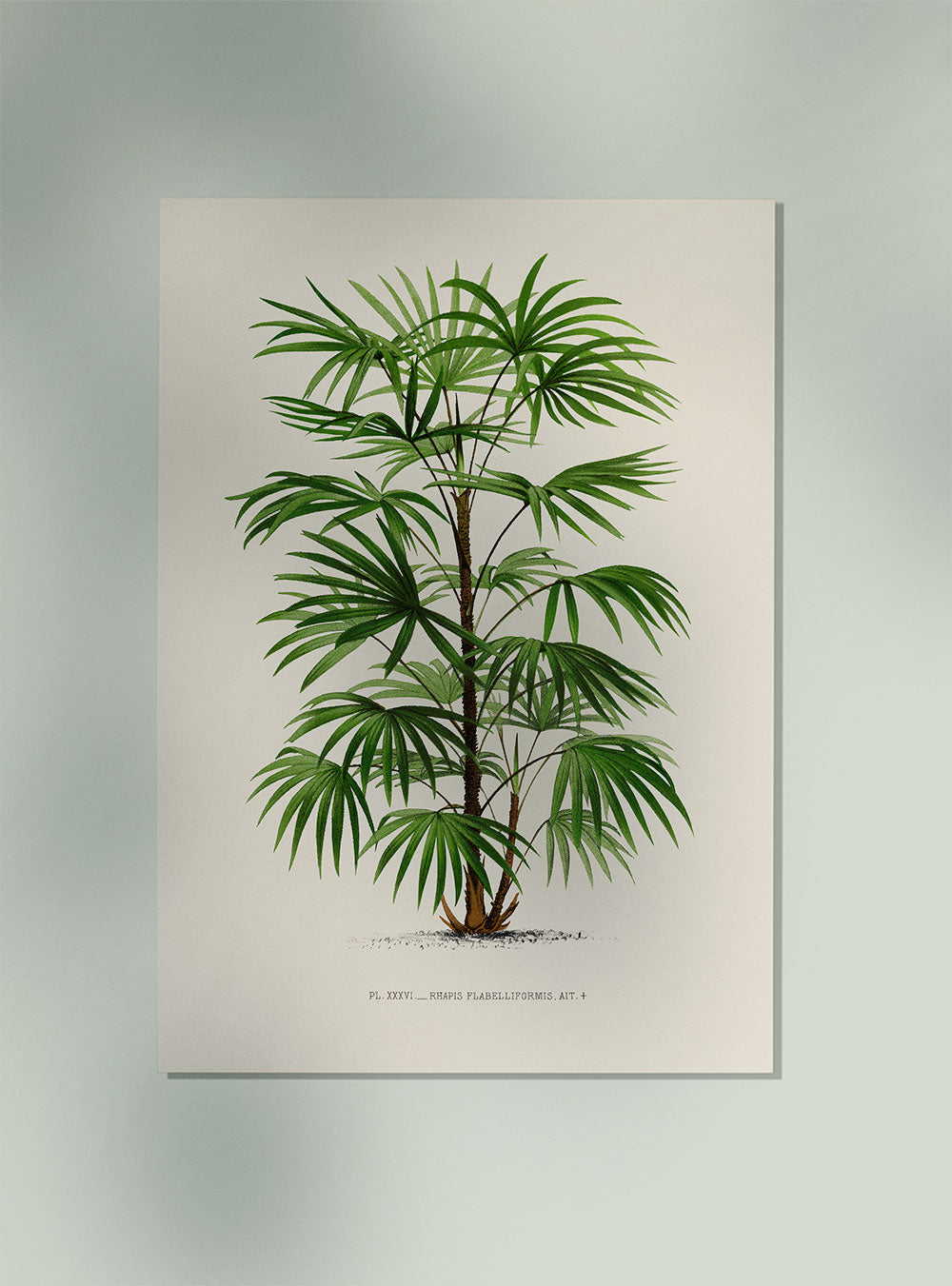 Rhapis Flabelliformis Palm Tree Art Print by Pieter Joseph de Pannemaeker