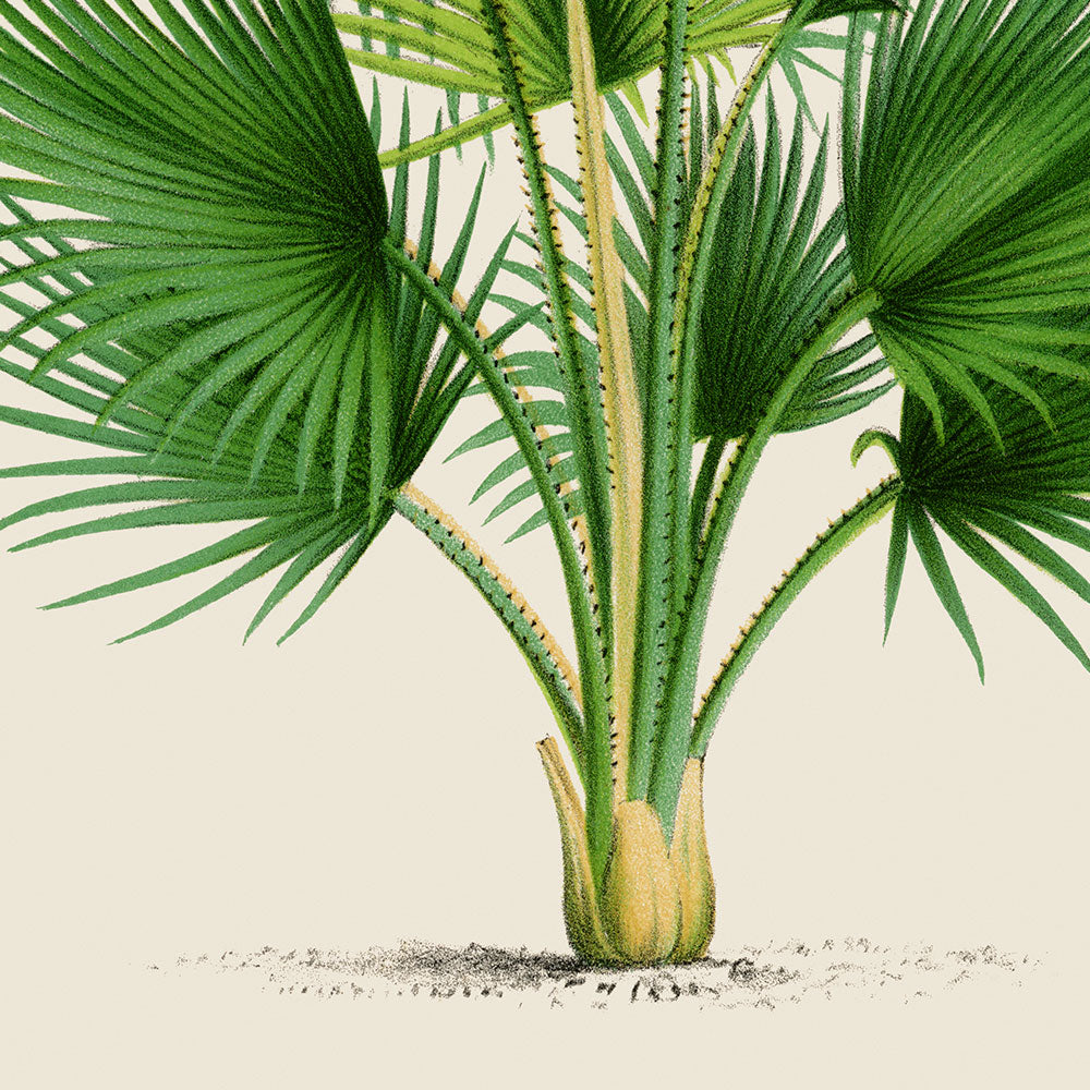 Thrinax Palm Tree Art Print by Pieter Joseph de Pannemaeker