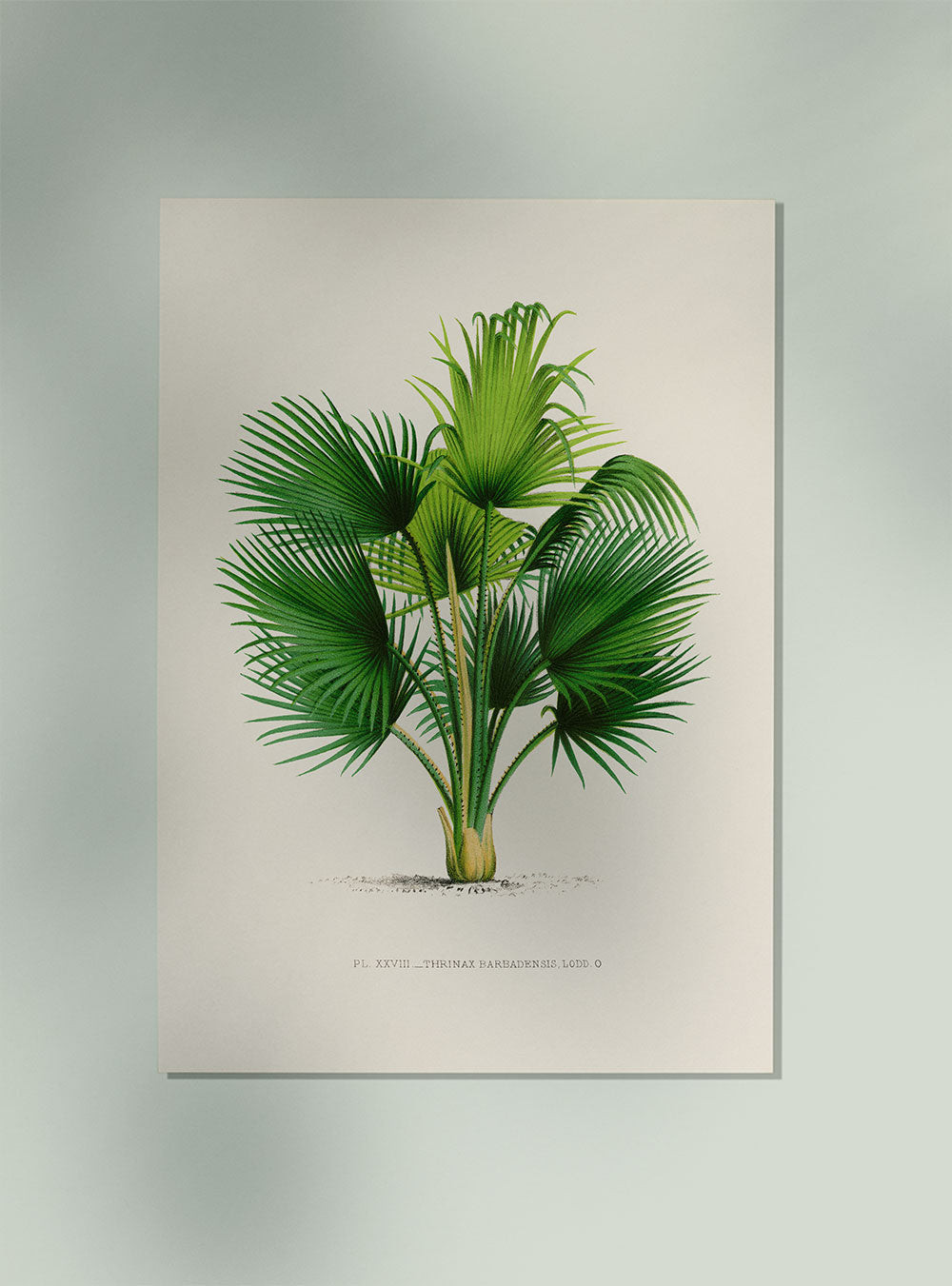 Thrinax Palm Tree Art Print by Pieter Joseph de Pannemaeker