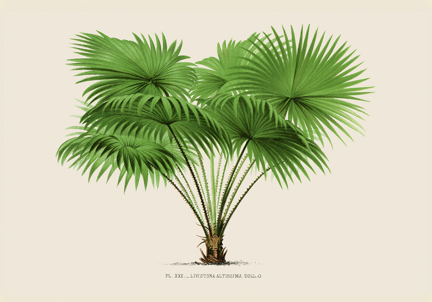 Livistona Altissima Palm Tree Art Print by Pieter Joseph de Pannemaeker