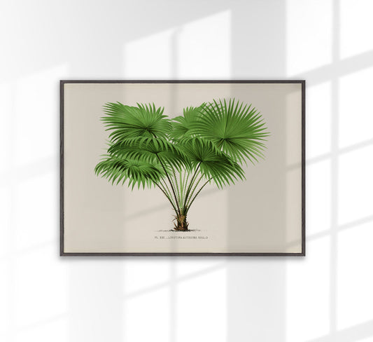 Livistona Altissima Palm Tree Art Print by Pieter Joseph de Pannemaeker