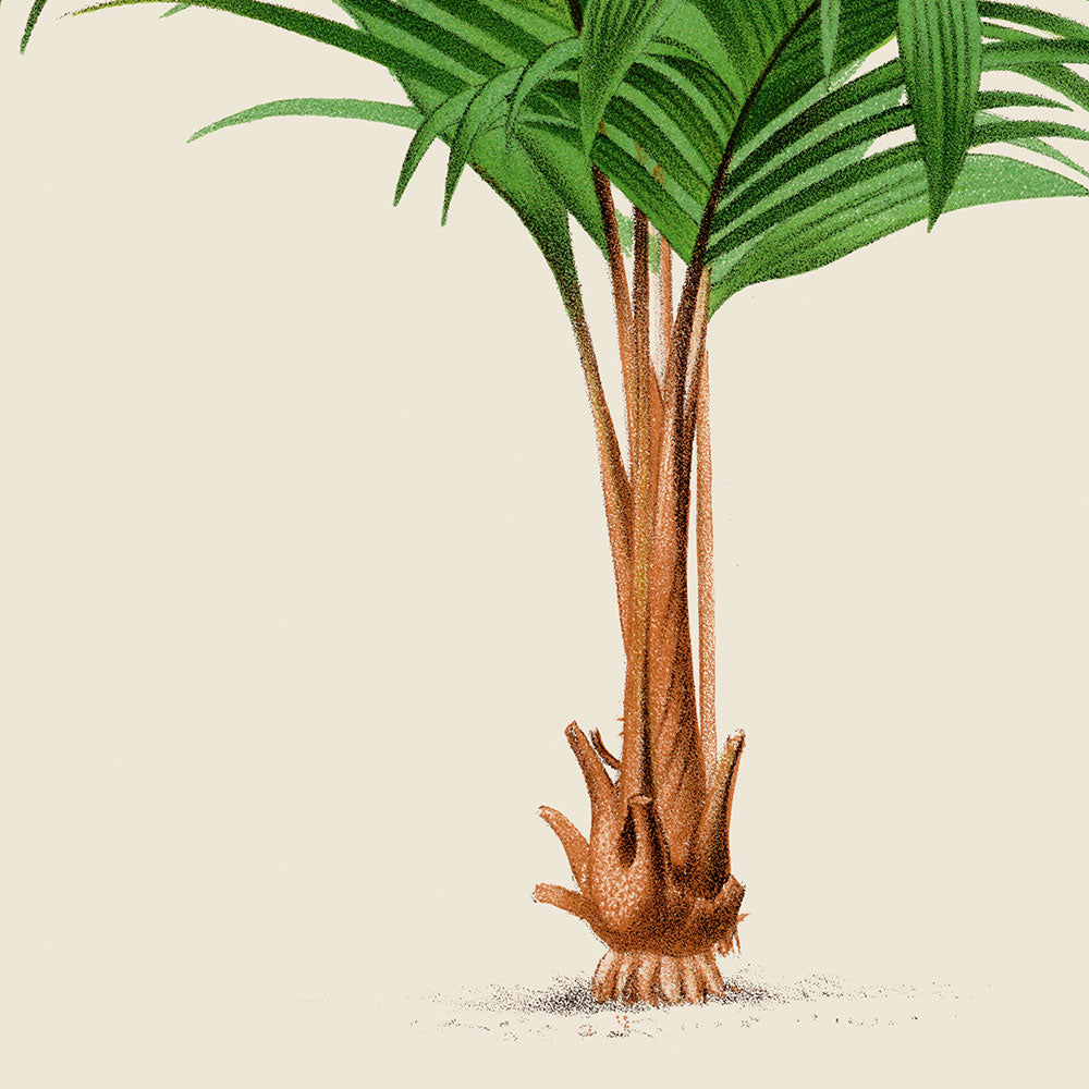 Geonoma Verschaffelti Palm Tree Art Print by Pieter Joseph de Pannemaeker