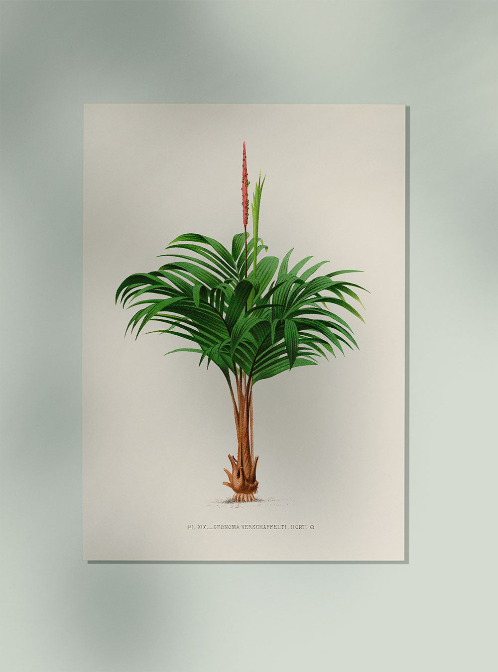 Geonoma Verschaffelti Palm Tree Art Print by Pieter Joseph de Pannemaeker