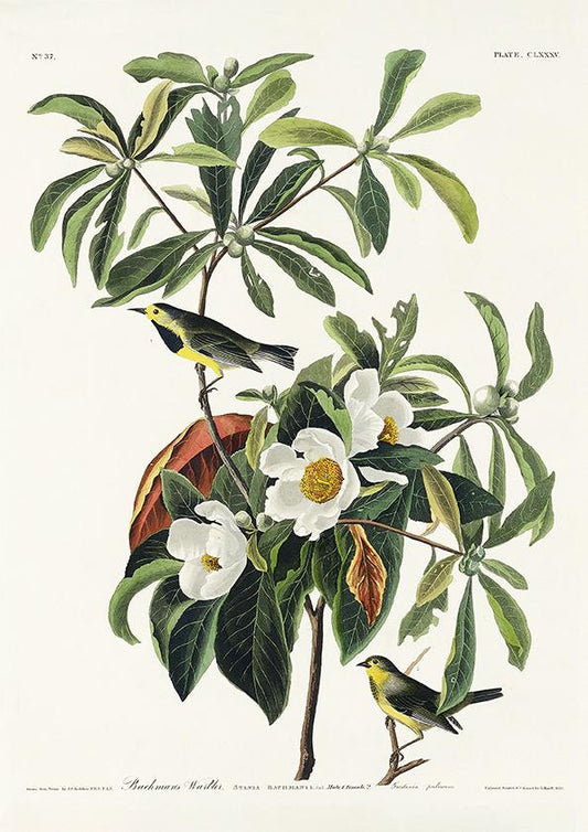Bachman's Warbler from Birds of America Poster