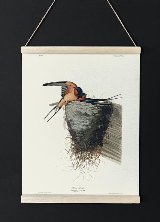 Bain Swallow from Birds of America Poster