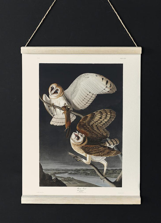 Barn Owl from Birds of America Poster