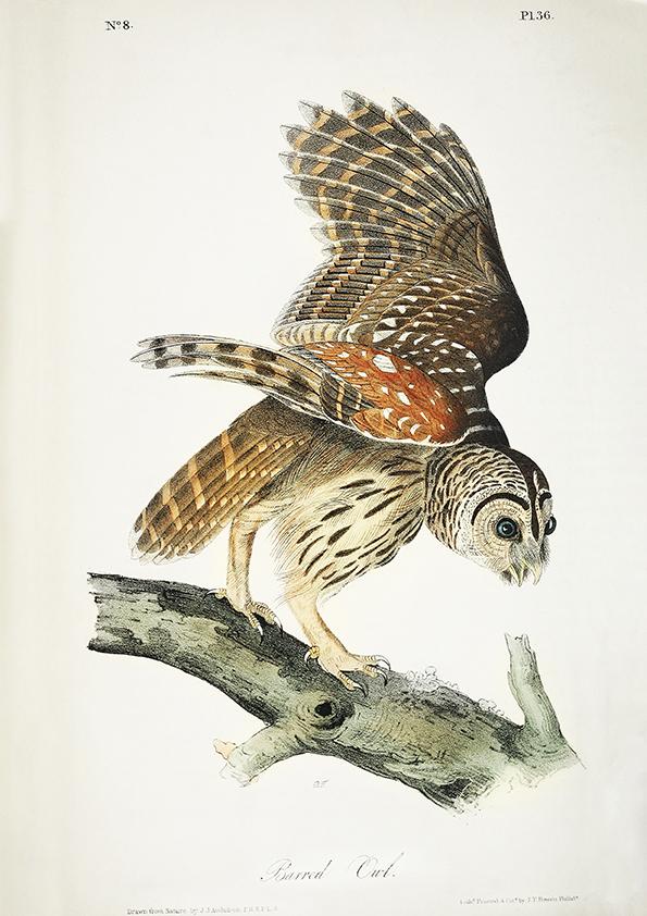 Barred Owl from Birds of America Poster