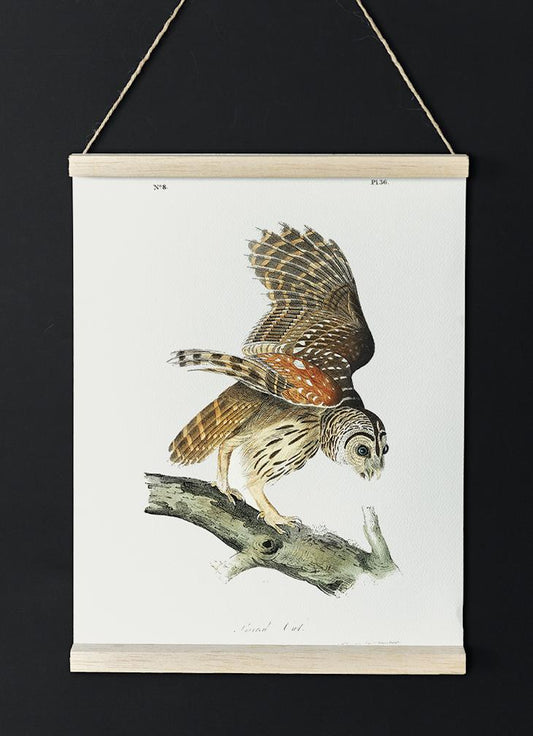 Barred Owl from Birds of America Poster