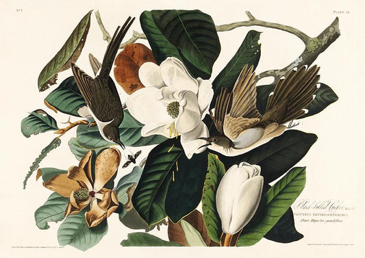 Black-billed Cuckoo from Birds of America Poster