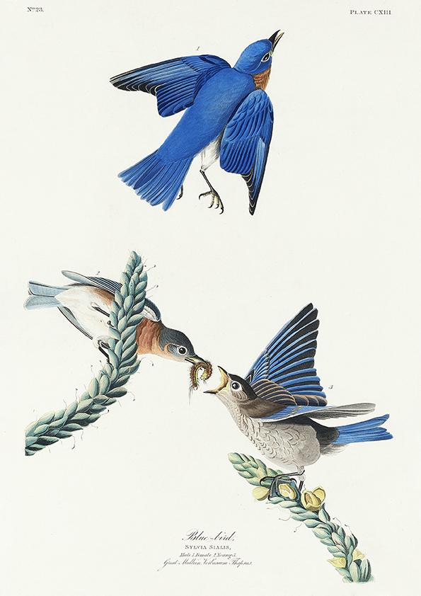 Blue Birds from Birds of America Poster