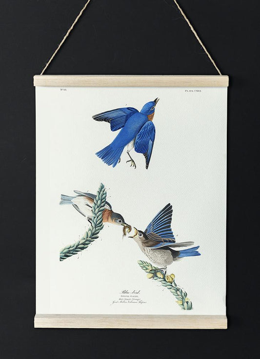 Blue Birds from Birds of America Poster