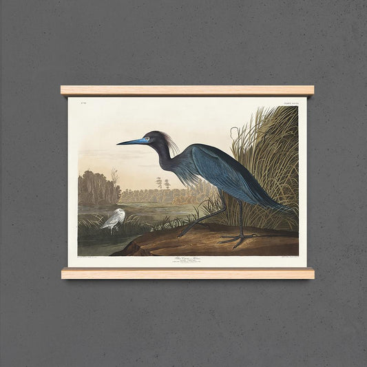 Blue Crane Heron from Birds of America Poster