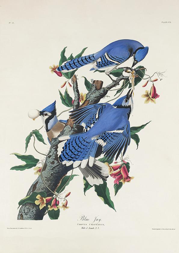 Blue Jay from Birds of America Poster