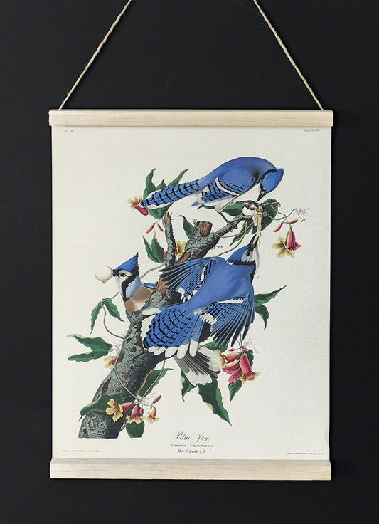 Blue Jay from Birds of America Poster