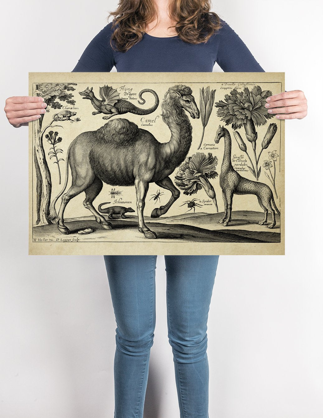 Camera Kupferstich antique poster - Vintage animal lithograph for your decor idea!
