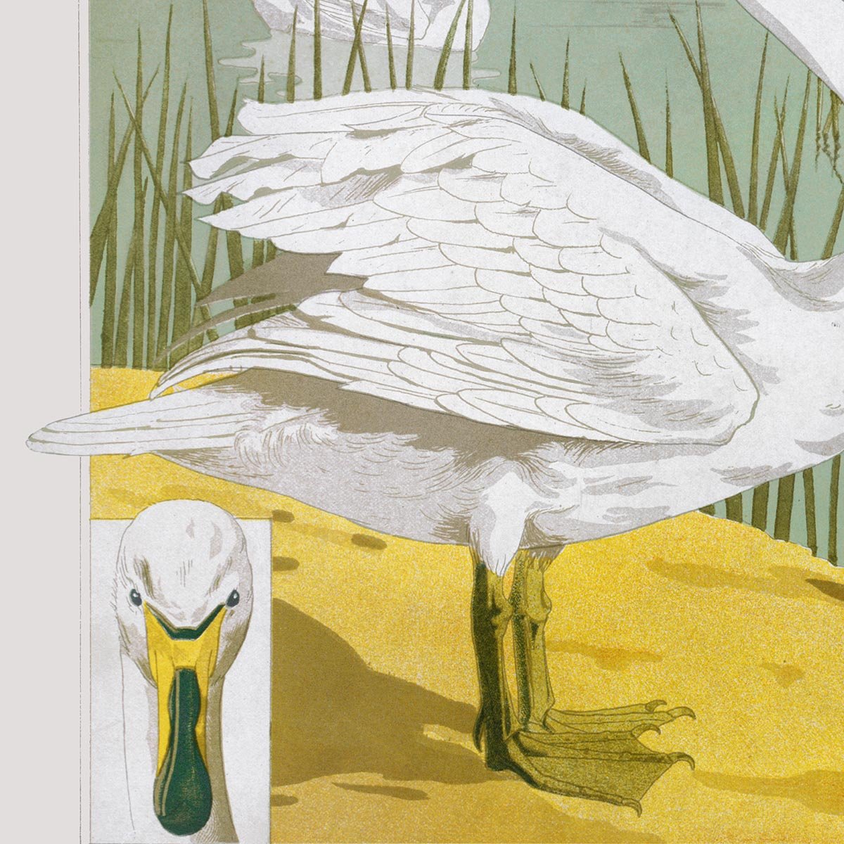 Swans in the Lake Poster