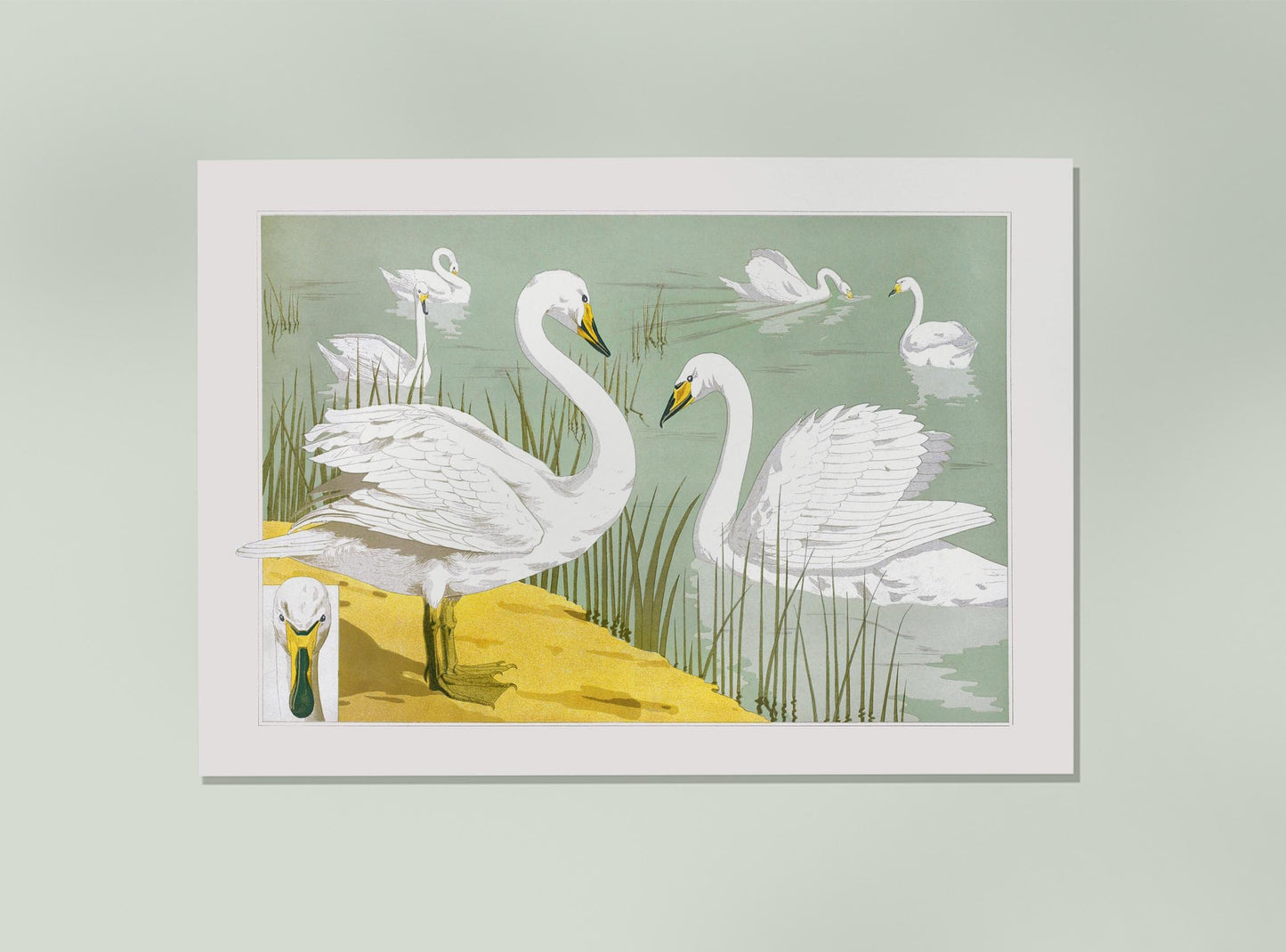 Swans in the Lake Poster