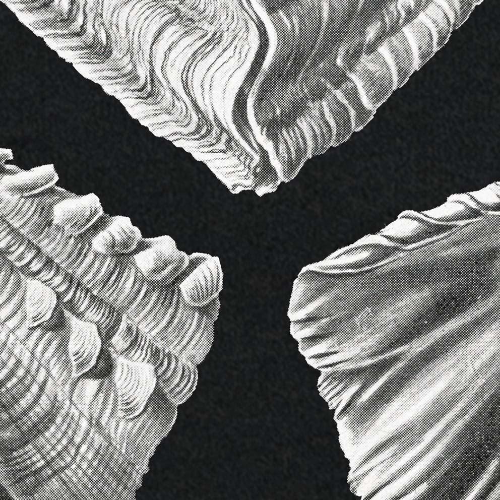 Acephala by Ernst Haeckel Poster